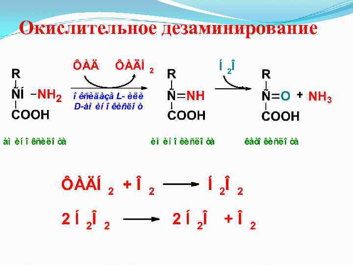 Окислительное дезаминирование 
