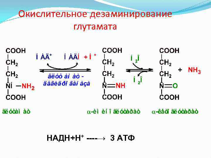 Окислительное дезаминирование глутамата НАДН+Н+ ----→ 3 АТФ 