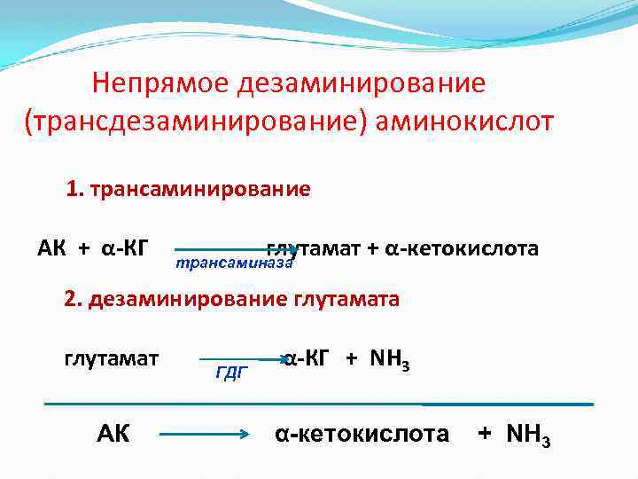 Непрямое дезаминирование (трансдезаминирование) аминокислот 1. трансаминирование АК + α-КГ глутамат + α-кетокислота трансаминаза 2.