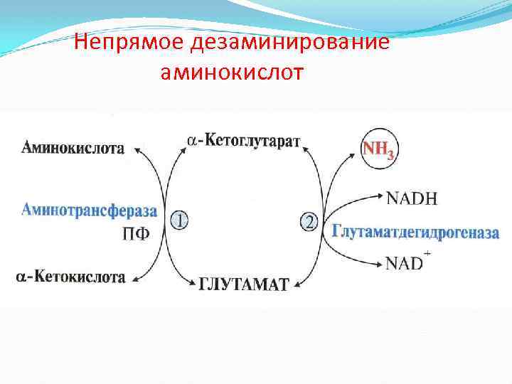 Непрямое дезаминирование аминокислот 