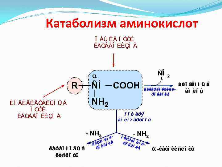 Катаболизм аминокислот 