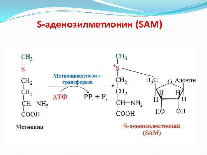S-аденозилметионин (SAМ) 