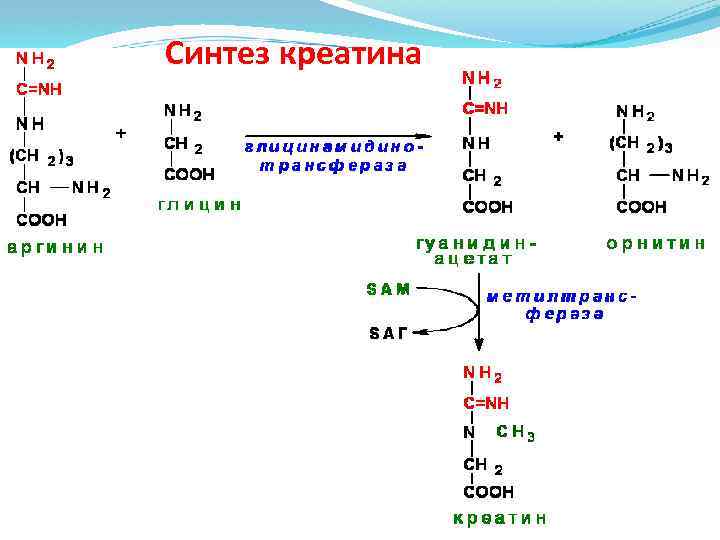 Синтез креатина 