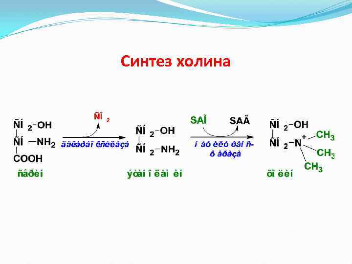 Синтез холина 
