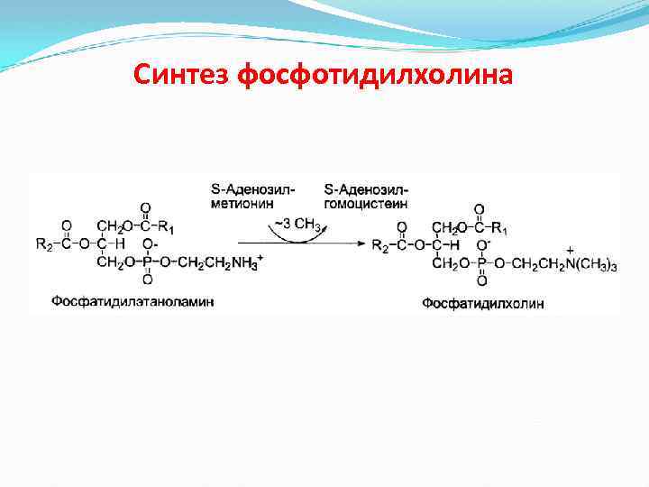Синтез фосфотидилхолина 