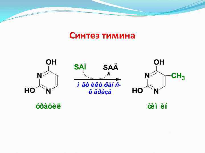 Синтез тимина 