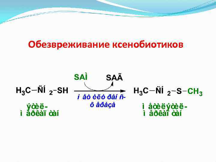 Обезвреживание ксенобиотиков 