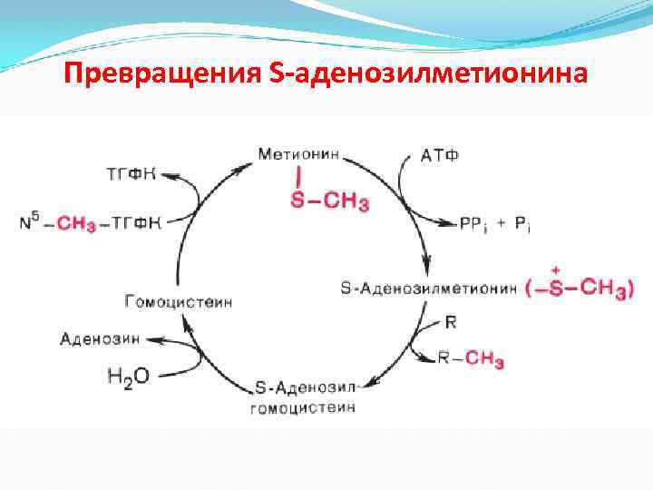 Превращения S-аденозилметионина 