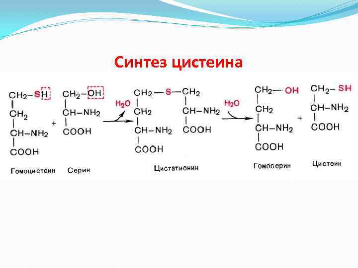 Синтез цистеина 