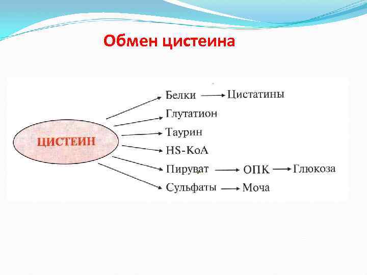 Обмен цистеина 