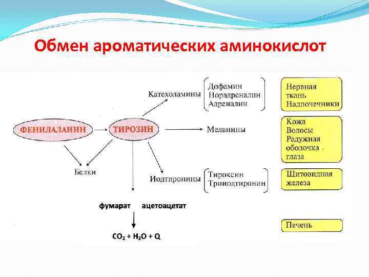 Обмен ароматических аминокислот 