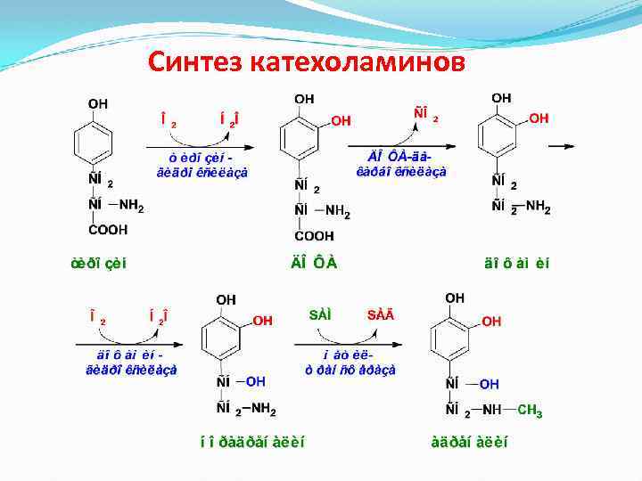 Схема синтеза катехоламинов