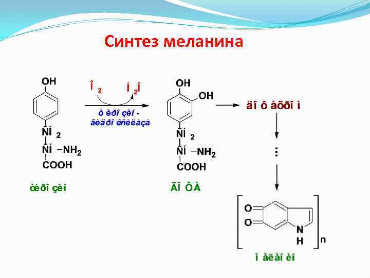 Синтез меланина 