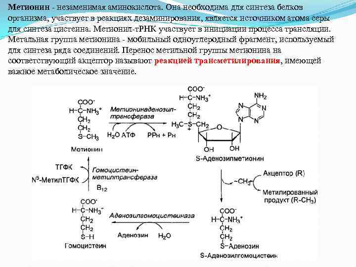 Метанин. Метионин Синтез цистеина. Схема синтеза метионина. Дезаминирование метионина реакция. Синтез активной формы метионина.