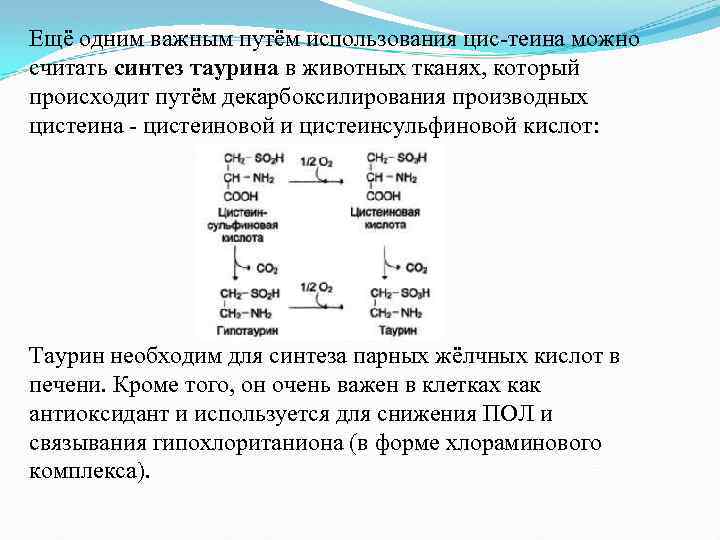 Ещё одним важным путём использования цис-теина можно считать синтез таурина в животных тканях, который