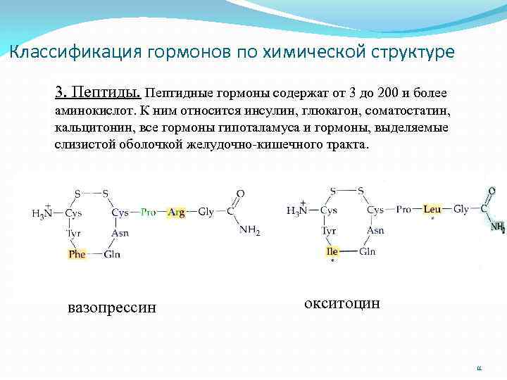 Классификация гормонов по химической структуре 3. Пептиды. Пептидные гормоны содержат от 3 до 200