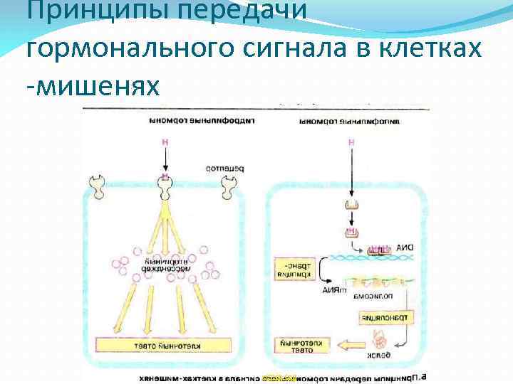 Механизмы передачи гормональных сигналов. Механизмы передачи сигнала в клетку. Передача сигнала гормонами. Механизмы передачи гормонального сигнала. Принципы передачи сигналов в клетку.