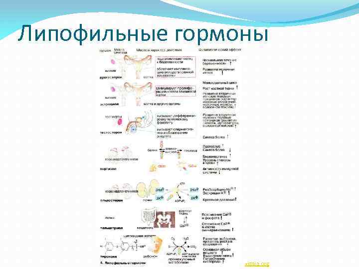 Липофильные гормоны ximia. org 