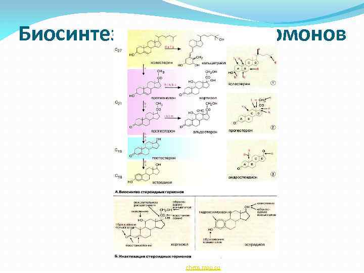 Биосинтез стероидных гормонов chem. msu. su 