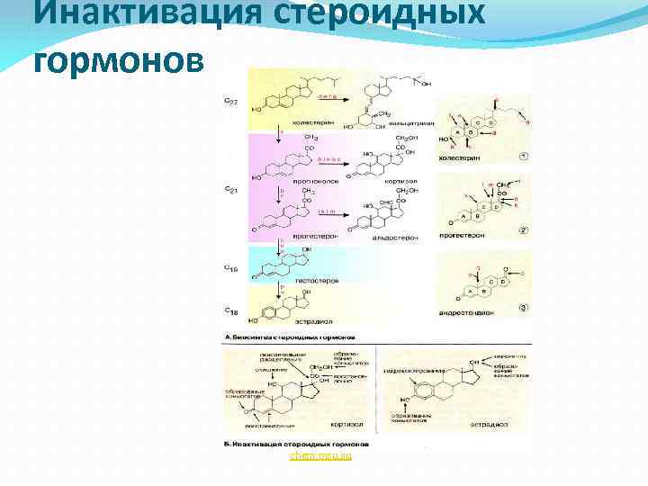 Инактивация стероидных гормонов chem. msu. su 
