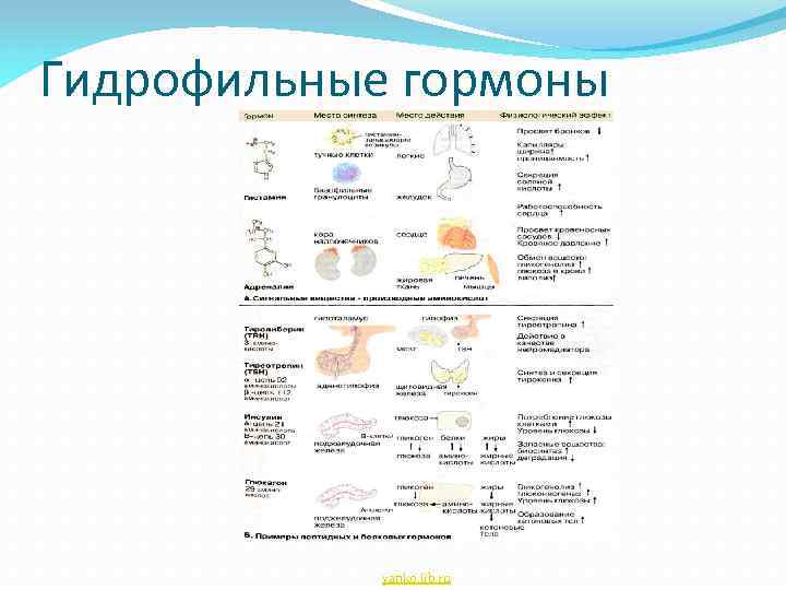 Гидрофильные гормоны yanko. lib. ru 