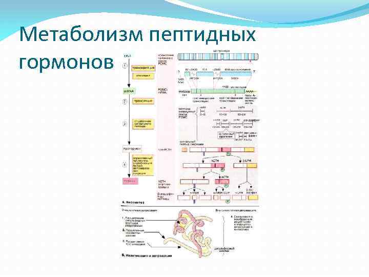 Метаболизм пептидных гормонов 