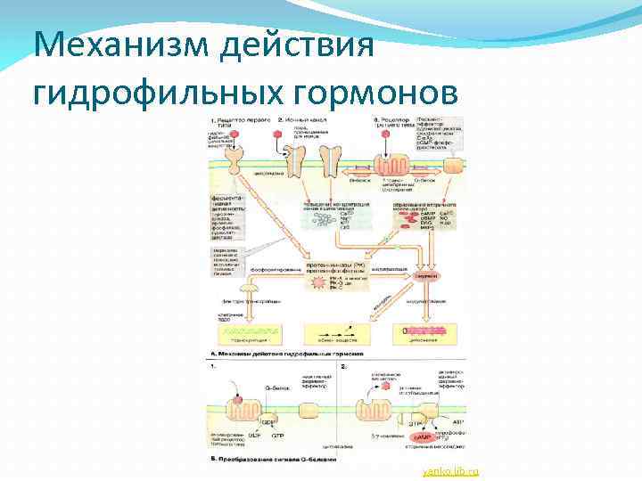 Механизм действия гидрофильных гормонов yanko. lib. ru 