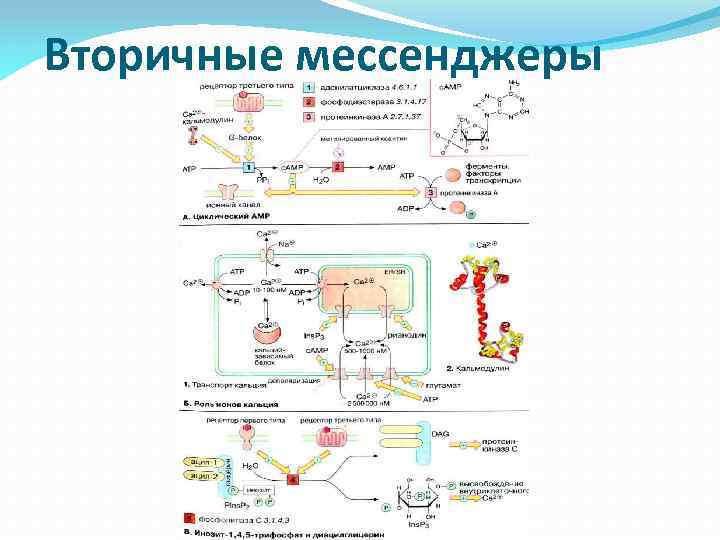Вторичные мессенджеры 