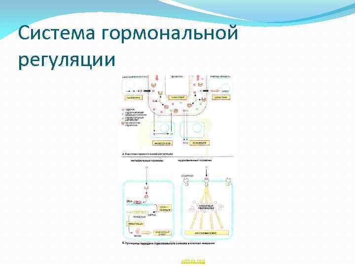 Система гормональной регуляции ximia. org 