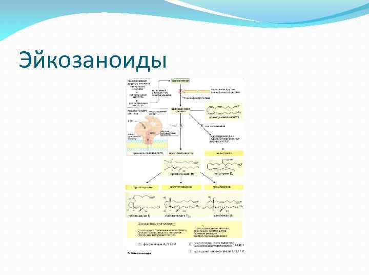 Эйкозаноиды 