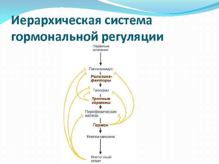 Иерархическая система гормональной регуляции 