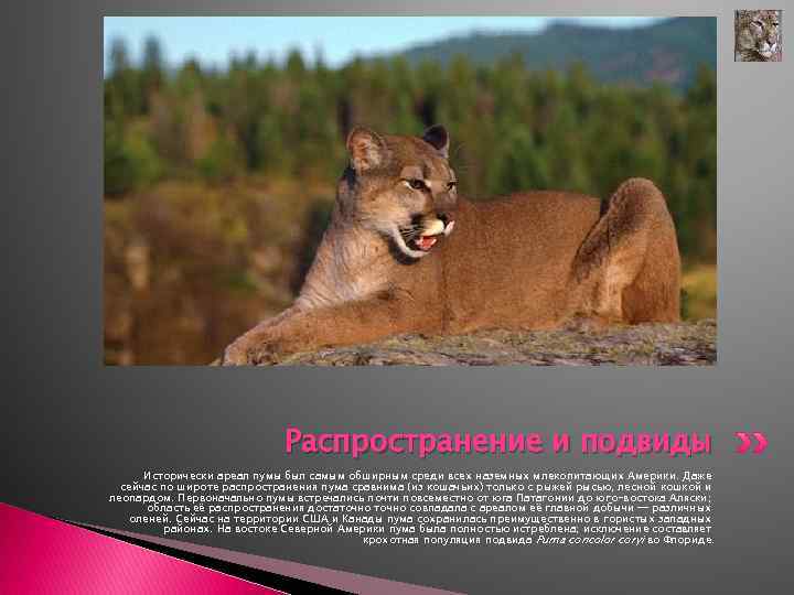 Распространение и подвиды Исторически ареал пумы был самым обширным среди всех наземных млекопитающих Америки.