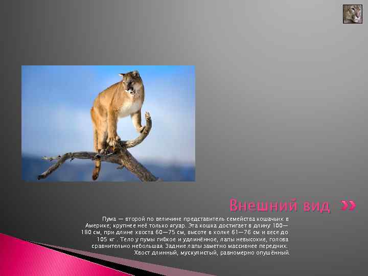 Внешний вид Пума — второй по величине представитель семейства кошачьих в Америке; крупнее неё