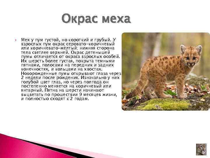 Окрас меха Мех у пум густой, но короткий и грубый. У взрослых пум окрас