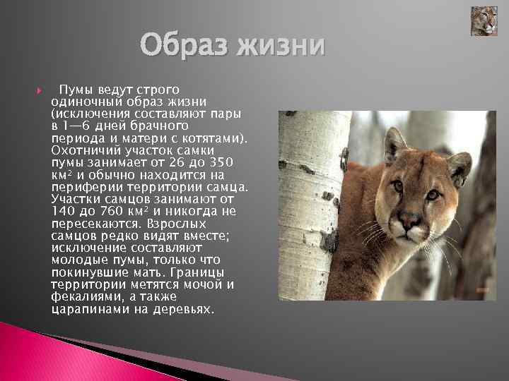 Образ жизни Пумы ведут строго одиночный образ жизни (исключения составляют пары в 1— 6
