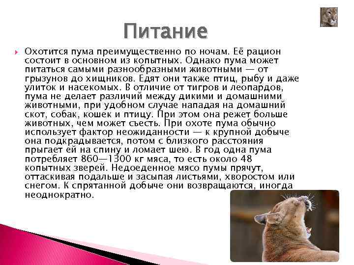 Питание Охотится пума преимущественно по ночам. Её рацион состоит в основном из копытных. Однако
