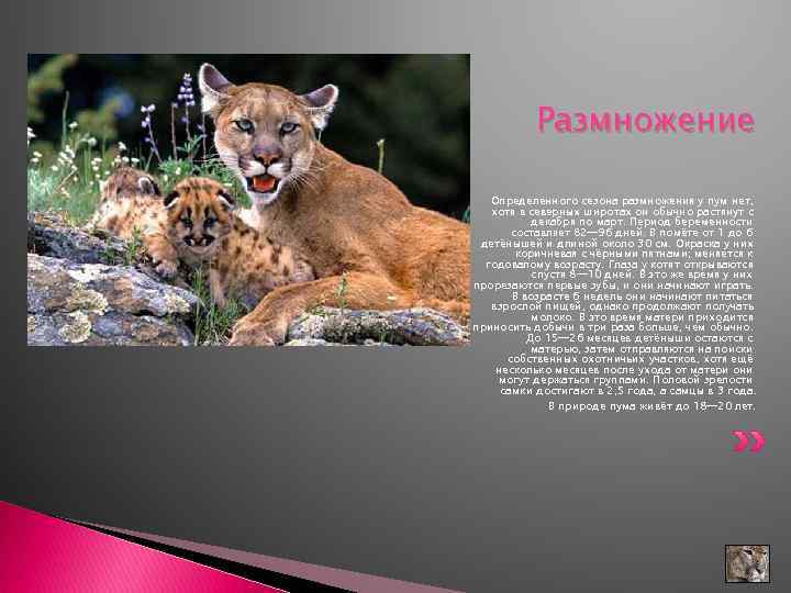 Размножение Определенного сезона размножения у пум нет, хотя в северных широтах он обычно растянут