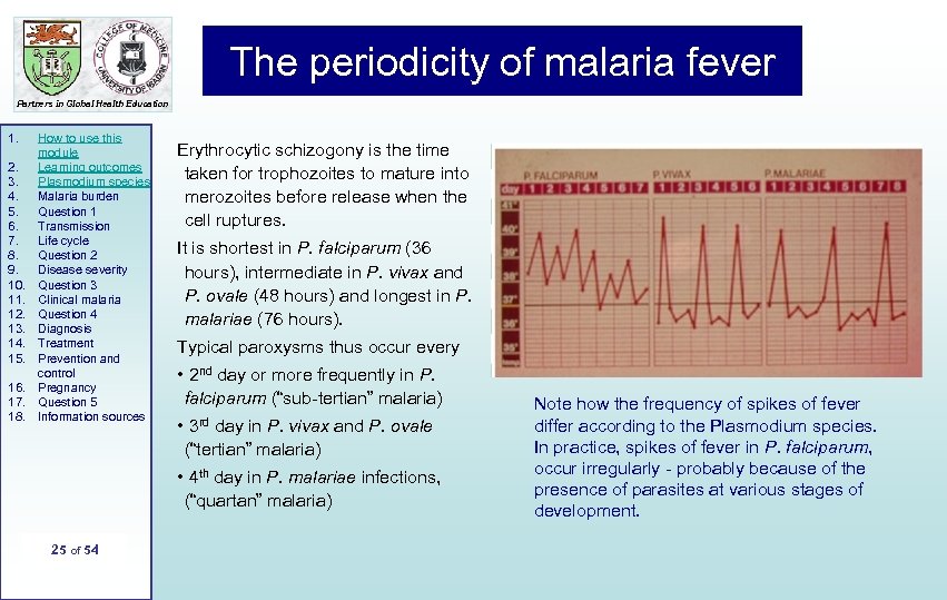 The periodicity of malaria fever Partners in Global Health Education 1. 2. 3. 4.