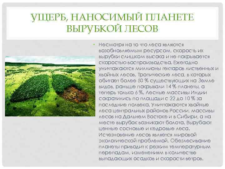 УЩЕРБ, НАНОСИМЫЙ ПЛАНЕТЕ ВЫРУБКОЙ ЛЕСОВ • Несмотря на то что леса являются возобновляемым ресурсом,