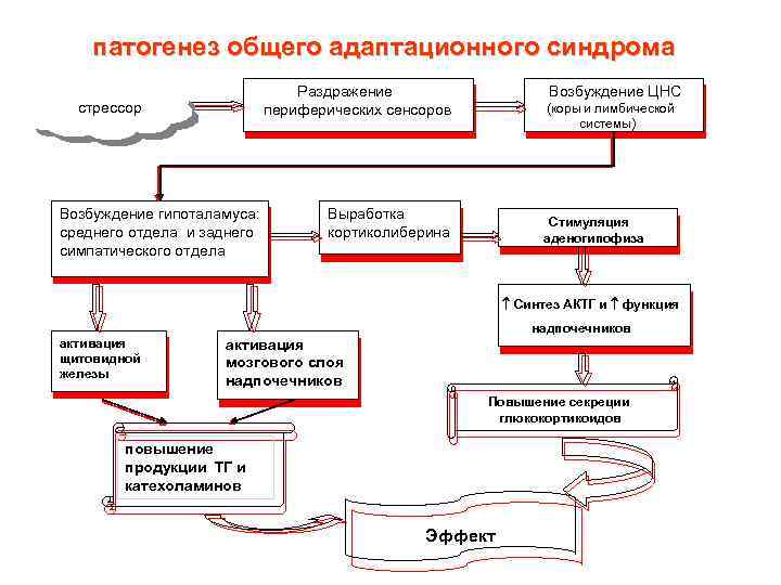 патогенез общего адаптационного синдрома Раздражение периферических сенсоров стрессор Возбуждение гипоталамуса: среднего отдела и заднего