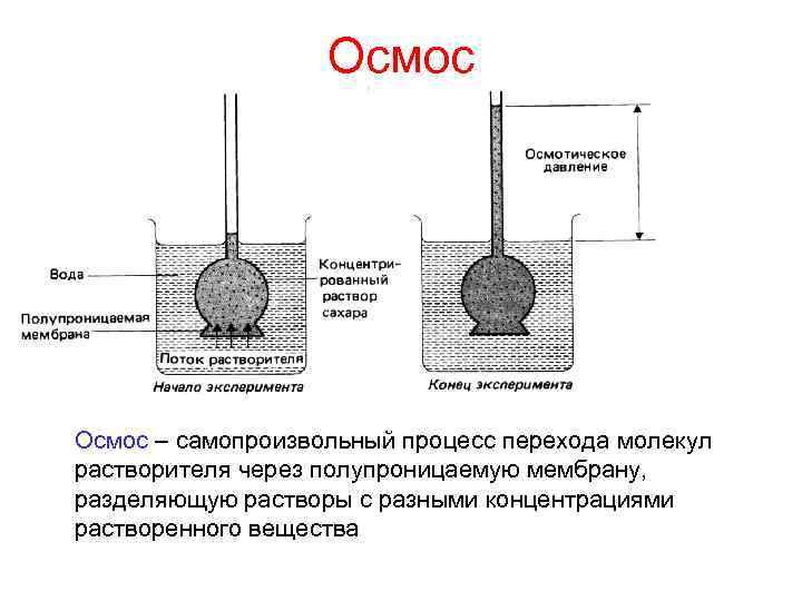 Осмос – самопроизвольный процесс перехода молекул растворителя через полупроницаемую мембрану, разделяющую растворы с разными