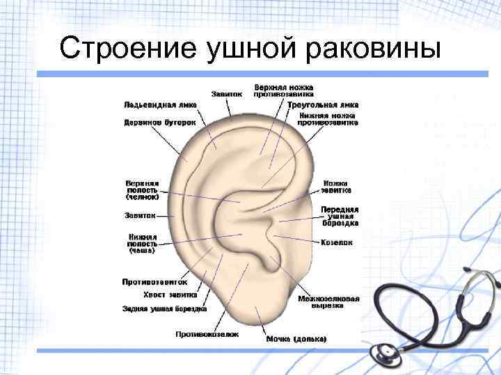 Ушная раковина анатомия рисунок