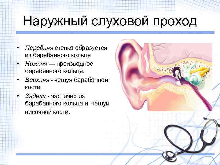 Воздух заполняет наружное ухо. Задняя стенка наружного слухового прохода. Наружный слуховой проход передняя стенка. Топография наружного уха стенки. Наружный слуховой проход анатомия стенки.