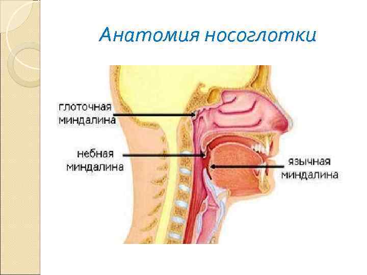 Отверстие носоглотки. Анатомия носоглотки человека. Носоглотка строение анатомия. Структура носоглотки анатомическая.