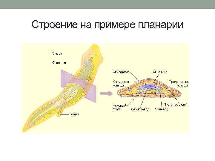 Животные черви органы чувств