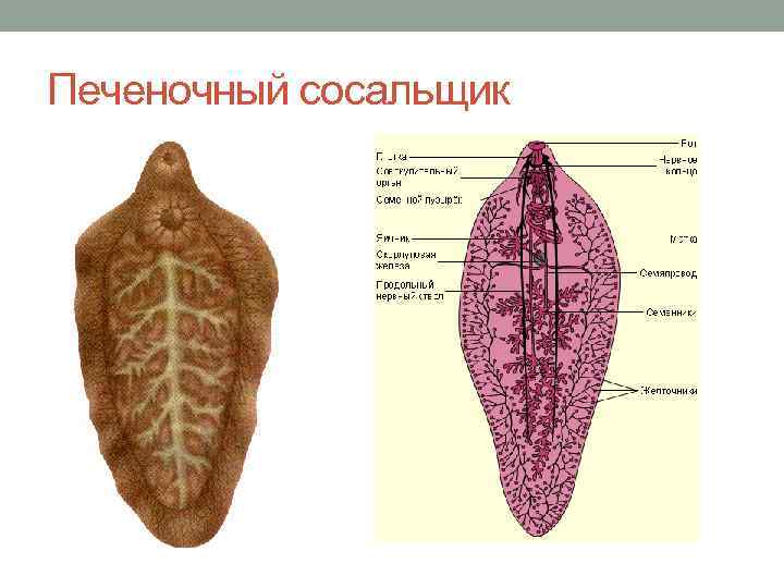 Печеночный сосальщик 