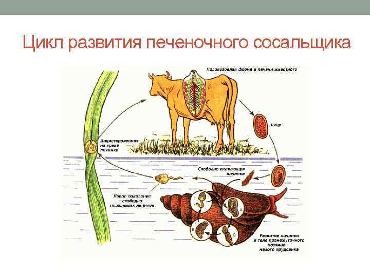 Цикл развития печеночного сосальщика 