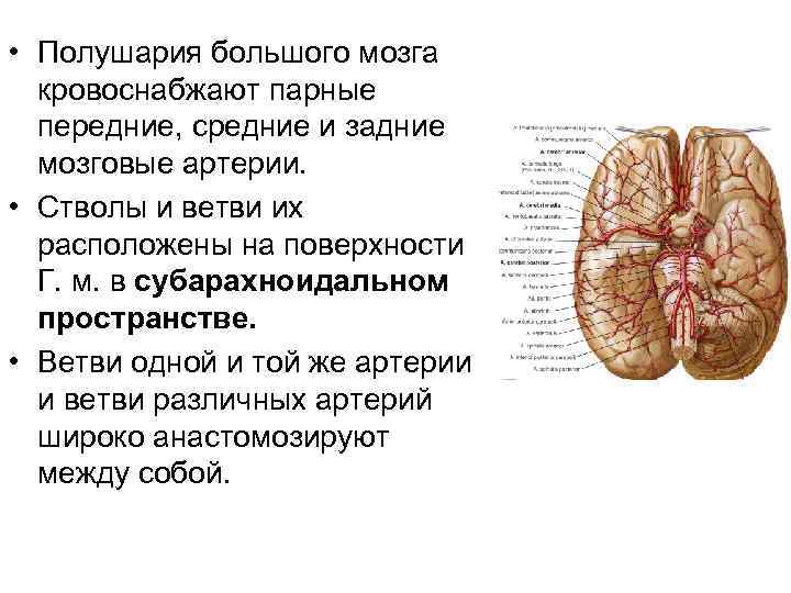 Какая артерия кровоснабжает мозг. Кровоснабжение полушарий. Мозговые артерии кровоснабжают. Какие сосуды кровоснабжают головной мозг. Головной мозг кровоснабжают артерии.