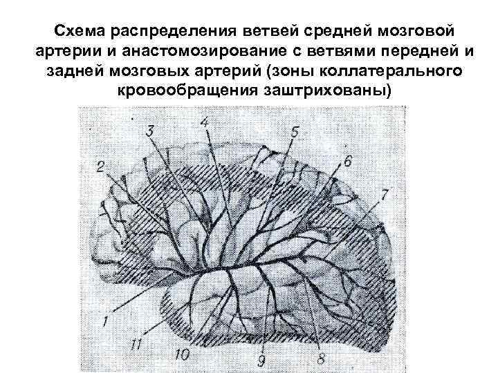 Ветви средней мозговой артерии схема. Корковые ветви средней мозговой артерии. Ветви передней мозговой артерии схема. Ветви среднемозговой артерии.