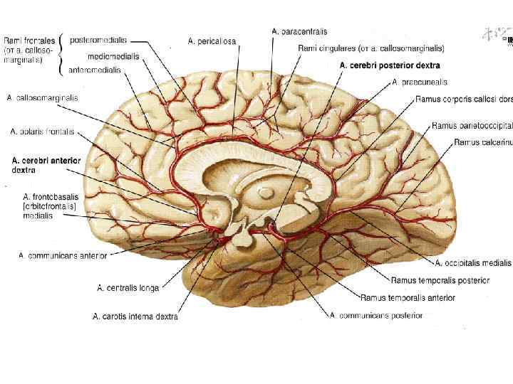 Кровоснабжение среднего мозга схема